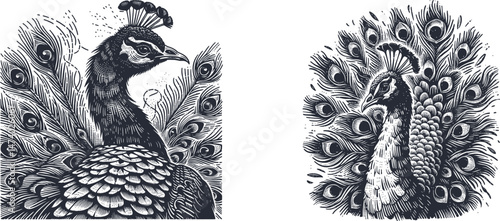 Intricate Woodcut Design: Majestic Peacock Staring with Puffed Feathers – Elegant Engraving Artwork