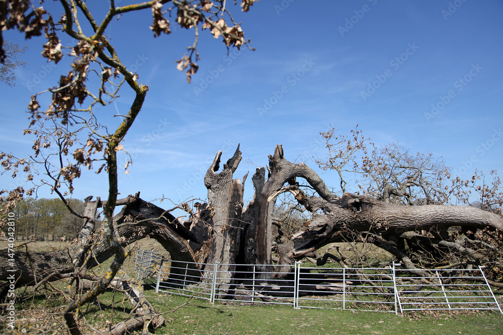Fototapeta premium An old oak tree destroyed by a lightning strike is cordoned off for public safety