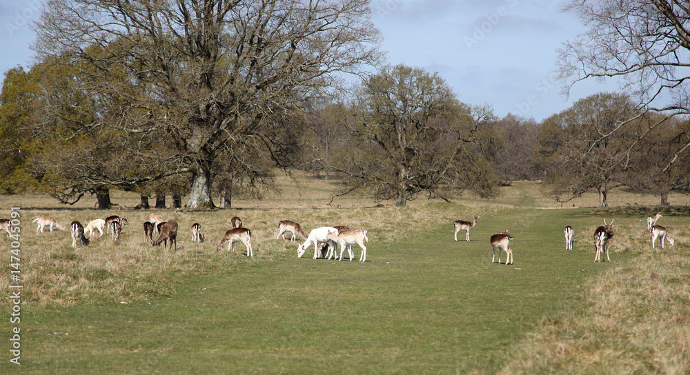 Obraz premium A herd of fallow deer grazing on the grass in the deer park in spring.