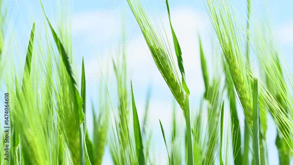 video of green ears of wheat in the field video of green ears of wheat in the field
