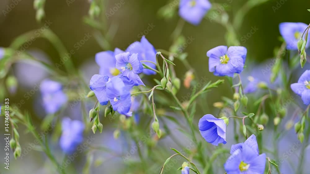 video of flax flowers in a meadow video of flax flowers in a meadow