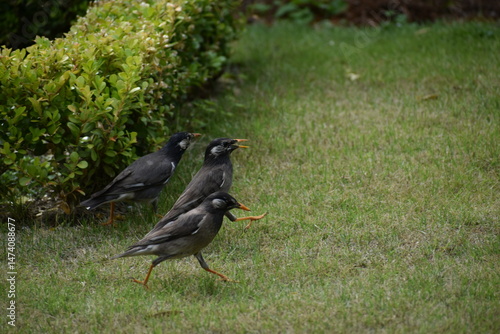 庭を散歩するムクドリたち