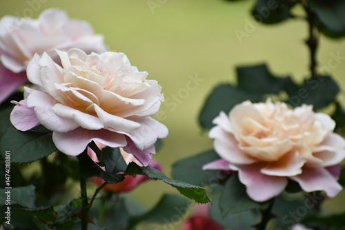 ローズガーデンを彩るバラ