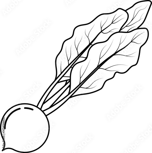 Line-drawn beetroot vector illustration. Line-drawn beetroot transparent PNG. Outlined beetroot. Beetroot symbol. Beetroot doodle. Vegetable stock images.