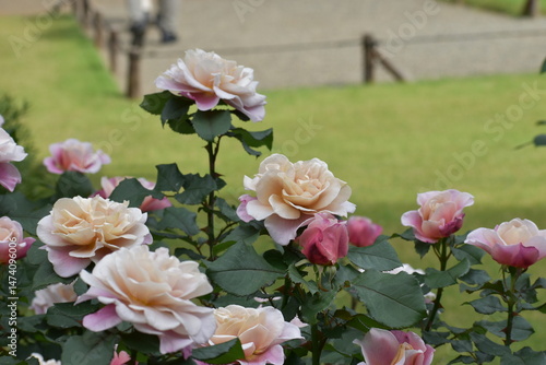 ローズガーデンを彩るバラ