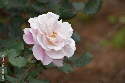 ローズガーデンを彩るバラ