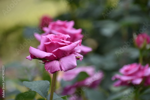 ローズガーデンを彩るバラ