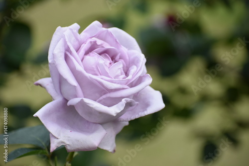 ローズガーデンを彩るバラ