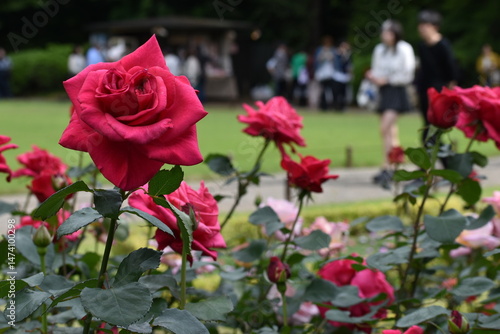ローズガーデンを彩るバラ