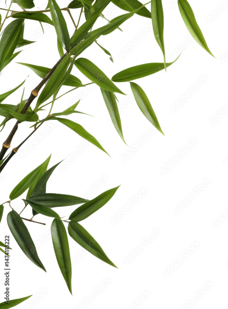 Fototapeta premium PNG Bamboo backgrounds plant leaf.