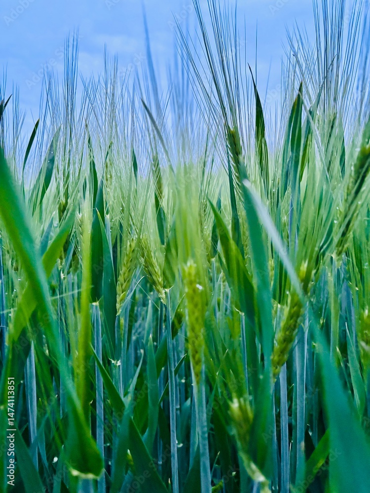 Obraz premium green wheat field