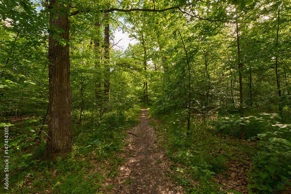 Fototapeta premium Forest trail with green foliage