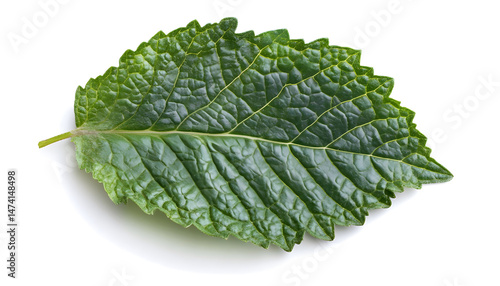 Obraz na płótnie Fresh green mint leaf isolated on white w salonie
