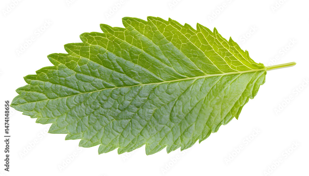 Fresh green mint leaf isolated on white