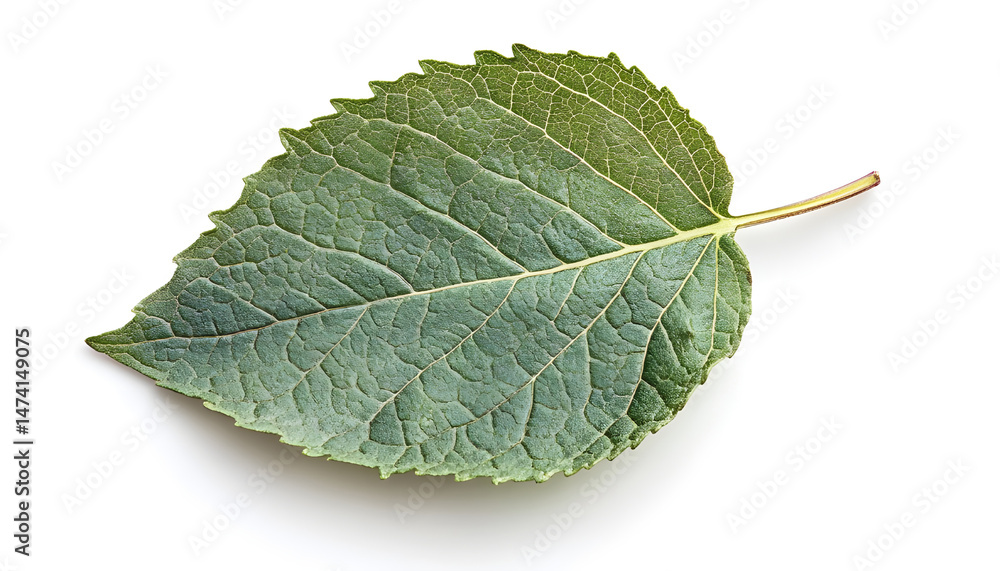 Fresh green mint leaf isolated on white