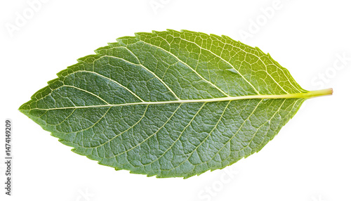 Obraz na płótnie Fresh green mint leaf isolated on white w salonie