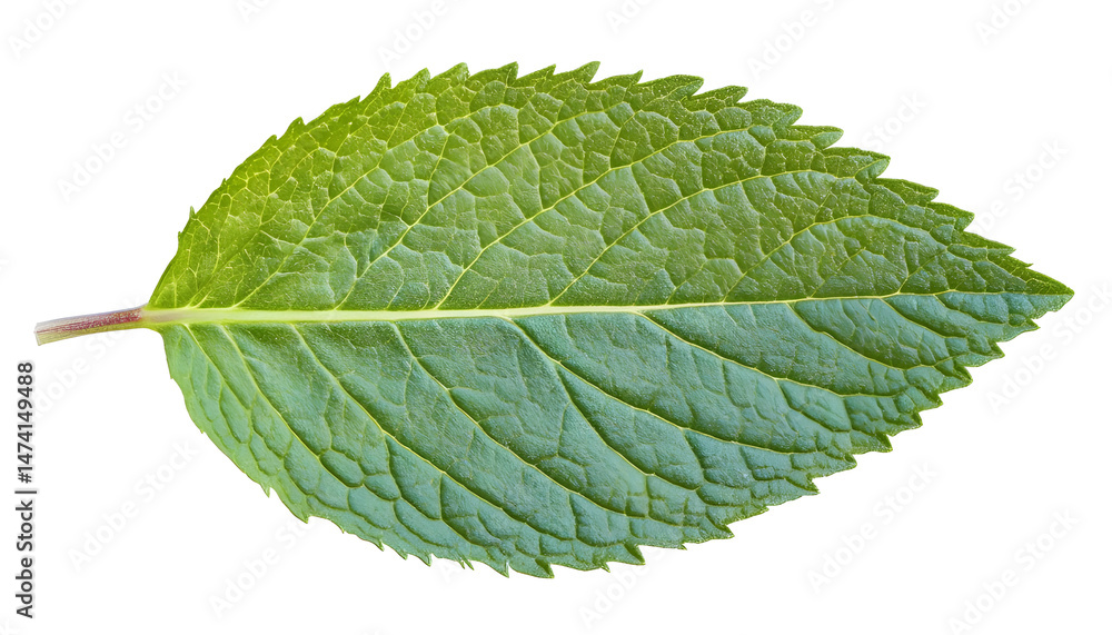 Fresh green mint leaf isolated on white