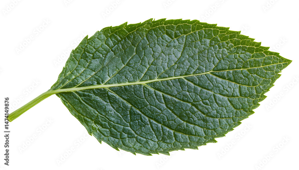 Fresh green mint leaf isolated on white