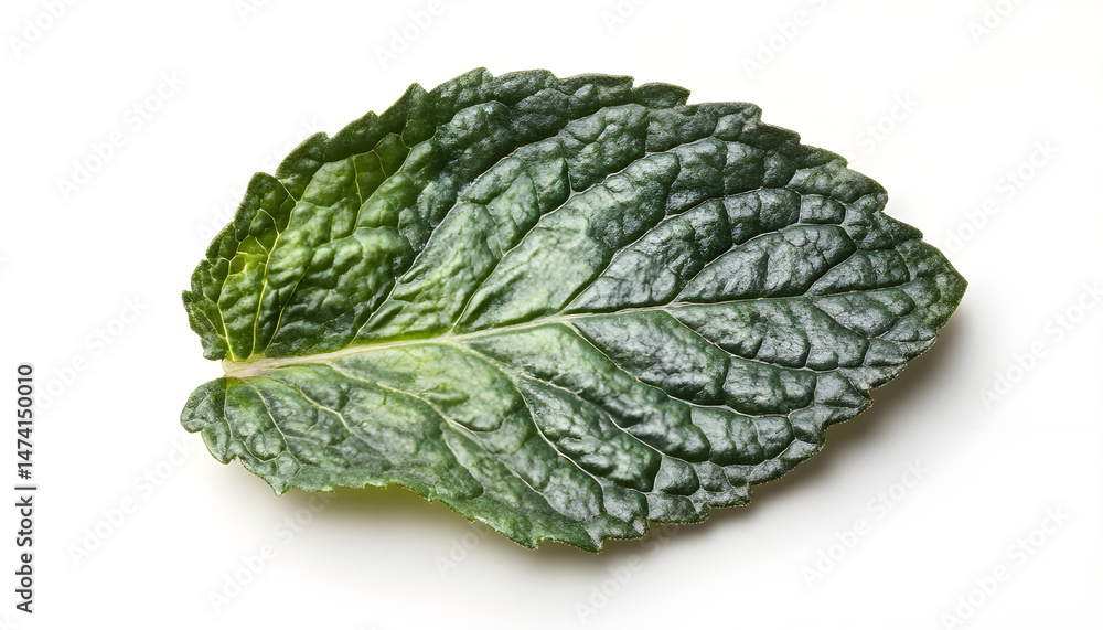 Fresh green mint leaf isolated on white