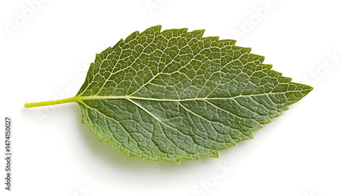 Fresh green mint leaf isolated on white