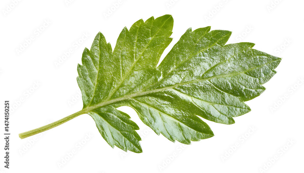 Fresh green mint leaf isolated on white