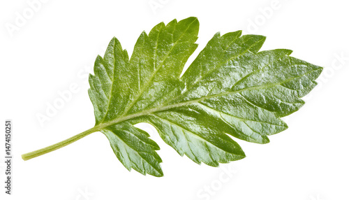 Obraz na płótnie Fresh green mint leaf isolated on white w salonie