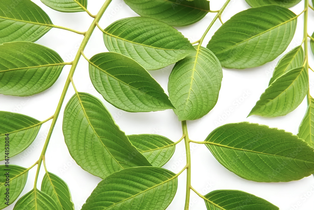 Fototapeta premium Fresh green leaves, a closeup of spring foliage isolated on a white background, Generative AI
