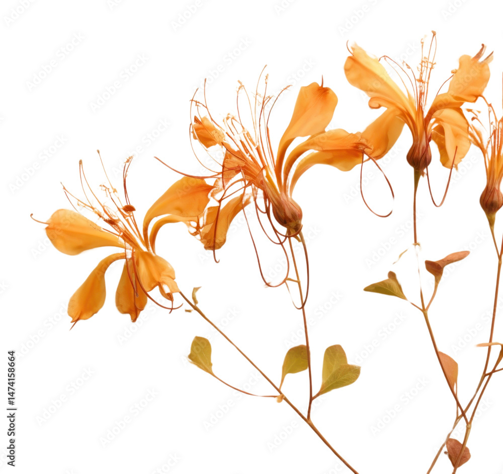 Fototapeta premium PNG Real pressed honeysuckle flowers plant petal fragility.