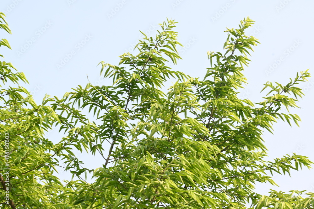 Fototapeta premium Alangium salvifolium or sage leaved alangium tree. It is is a flowering plant in the Cornaceae family. Tree in forest. Nature background.