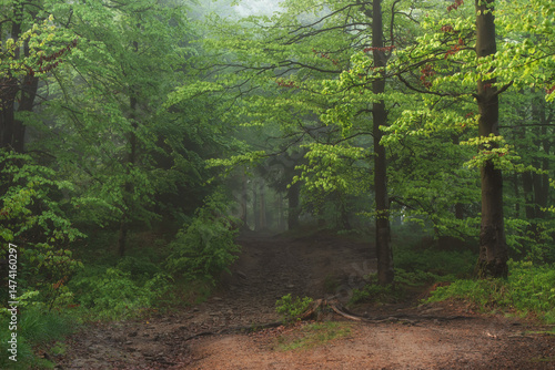 Fototapeta Naklejka Na Ścianę i Meble -  Szlak na Halę Jaworową w Beskidzie Śląskim, w wiosenny mglisty poranek. 
