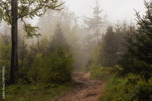 Fototapeta Naklejka Na Ścianę i Meble -  Szlak na Halę Jaworową w Beskidzie Śląskim, w wiosenny mglisty poranek. 