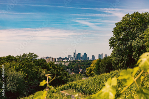 Skyline Frankfurt mit Weinbergen im Vordergrund.