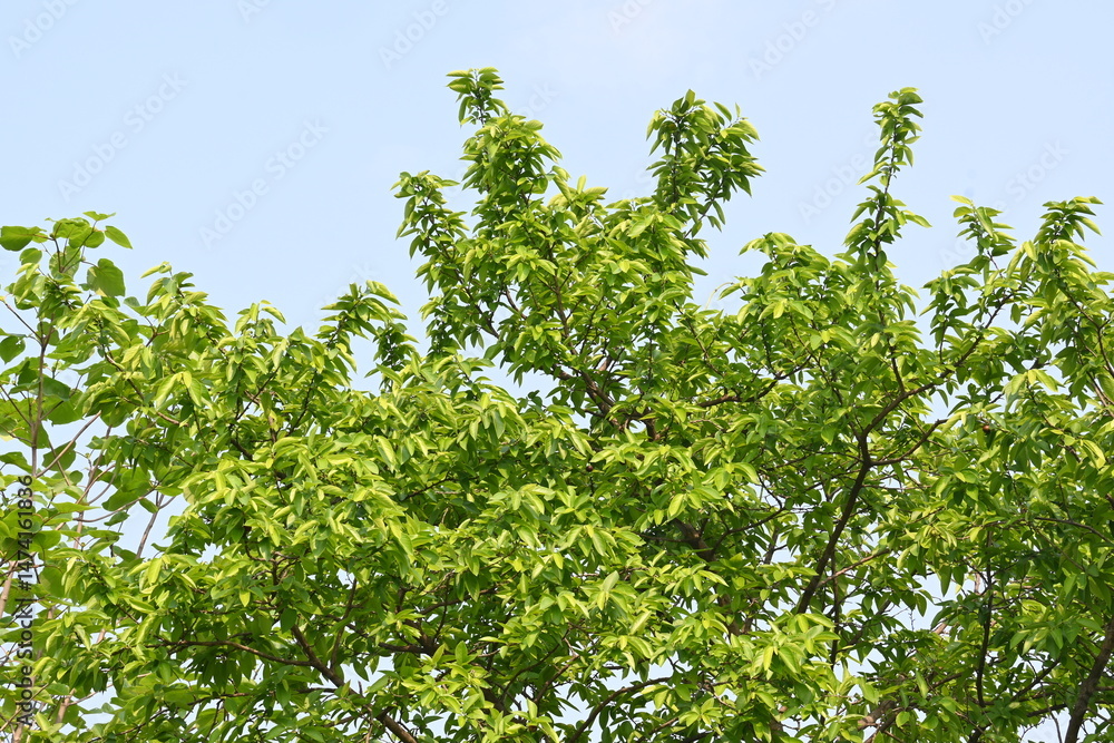 Alangium salvifolium or sage leaved alangium tree. It is is a flowering plant in the Cornaceae family. Tree in forest. Nature background. Alangium salvifolium or sage leaved alangium tree. It is is a flowering plant in the Cornaceae family. Tree in forest. Nature background.