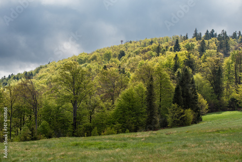 Fototapeta Naklejka Na Ścianę i Meble -  Hala Jaworowa w Beskidzie Śląskim niedaleko Szczyrk Salmopol, wiosenny poranek. 