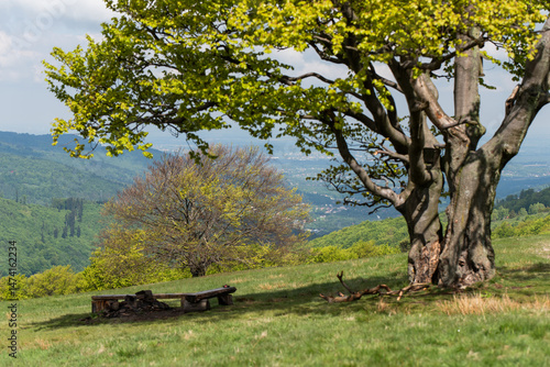Fototapeta Naklejka Na Ścianę i Meble -  Hala Jaworowa w Beskidzie Śląskim niedaleko Szczyrk Salmopol, wiosenny poranek. 