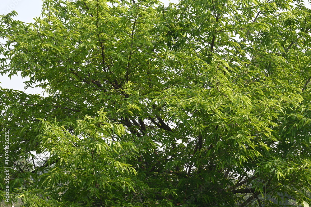 Fototapeta premium Alangium salvifolium or sage leaved alangium tree. It is is a flowering plant in the&nbsp;Cornaceae&nbsp;family. Tree in forest. Nature background. 