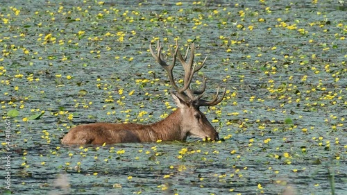Majestic red deer stag foraging in a pond with yellow water lilies