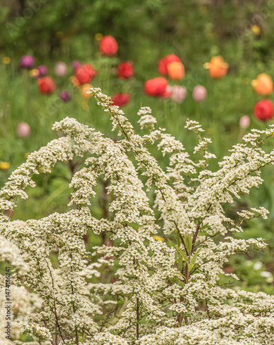 Branches of blooming spirea against the background of defocused tulips in a spring garden