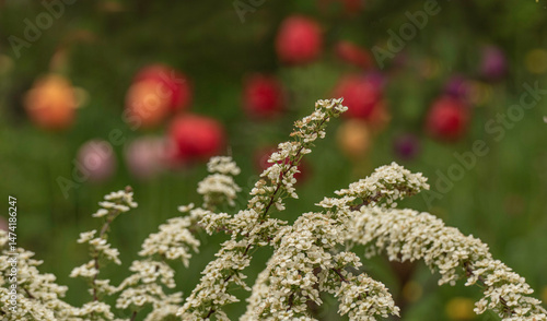 Branches of blooming spirea against the background of defocused tulips in a spring garden