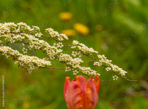 Branches of blooming spirea against the background of defocused tulips in a spring garden
