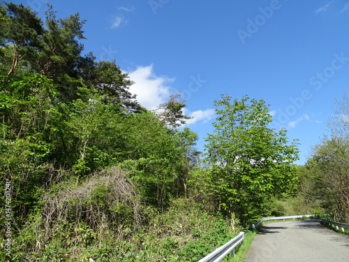 初夏の里山風景