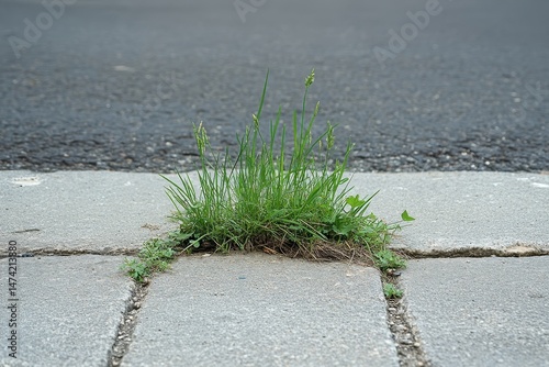 Green grass grows strongly through pavement cracks on the road. It can show resilience, persistence, or nature reclaiming urban spaces.