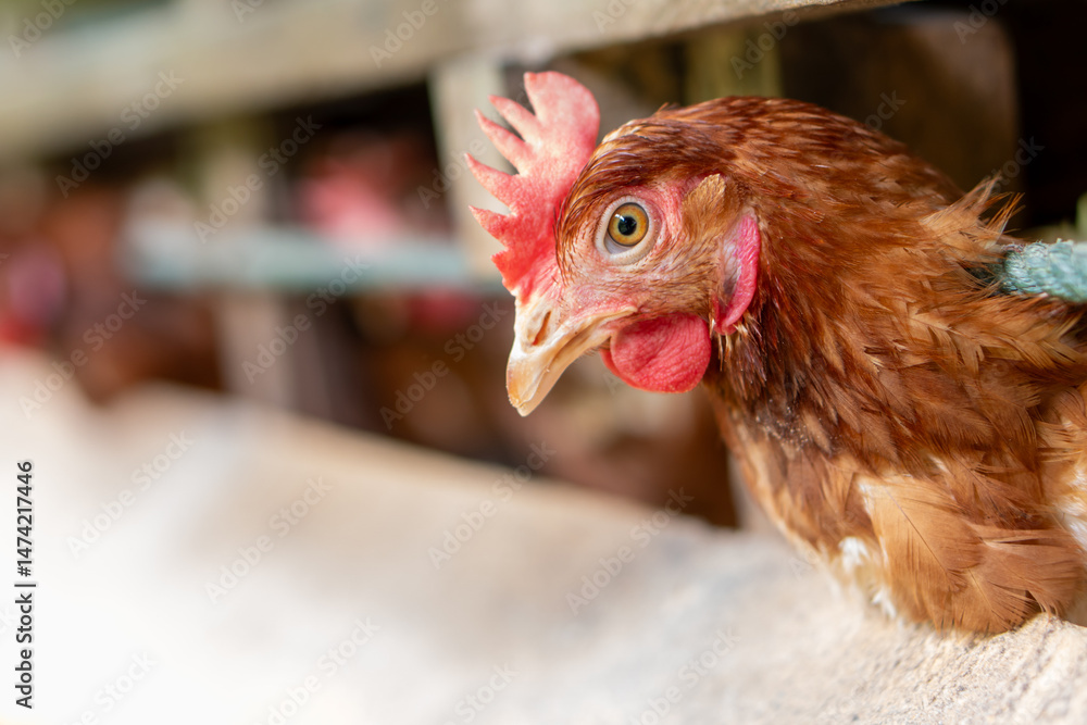 Φωτογραφία A group of brown layer hens inside a commercial poultry farm, standing in cages and laying eggs on metal conveyor trays