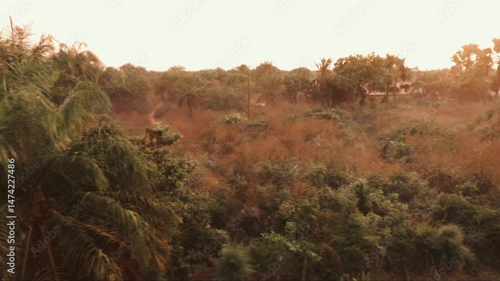 Paysage aérien de la brousse au petit matin, baignée de lumière douce avec des gouttes de rosée sur les feuillages, ambiance calme et rafraîchissante en pleine nature sauvage sénégalaise