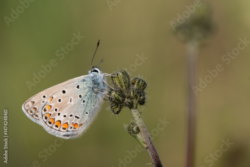 Wallpaper Mural Motyl modraszek Ikar na kwiatku na łące. Torontodigital.ca