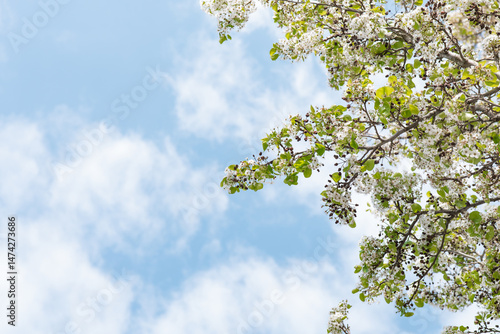 Fototapeta Naklejka Na Ścianę i Meble -  Blossoming tree branches under clear blue sky