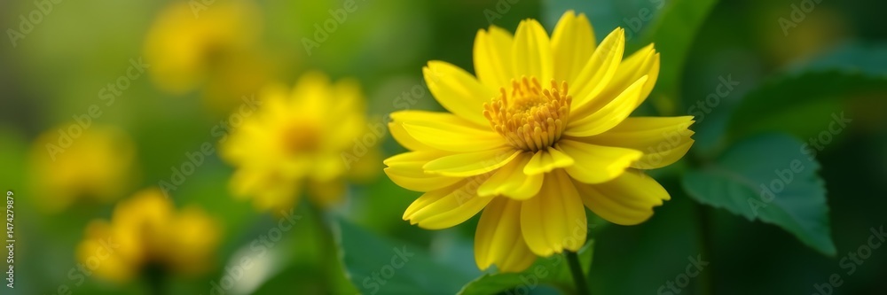 Fototapeta premium Beautiful mimosa flower blooming with yellow petals standing out in a photo, bright, isolated