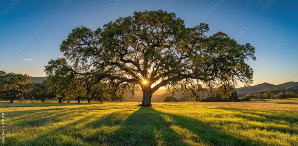 Fototapeta premium Oak tree in field at sunrise nature scene