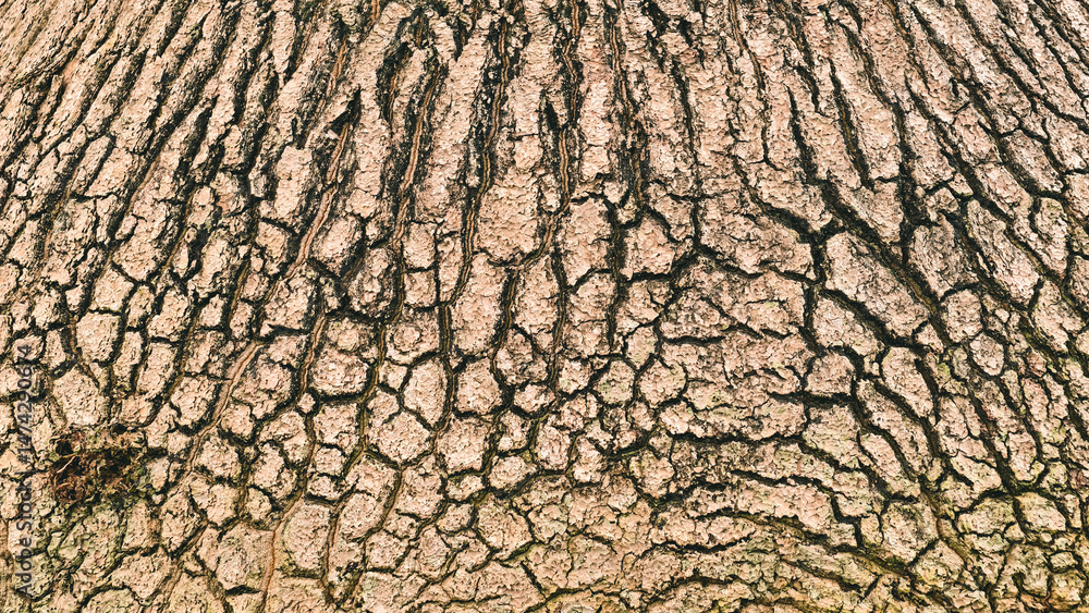 Close up texture of old tree bark background with nature aesthetic appeal Close up texture of old tree bark background with nature aesthetic appeal
