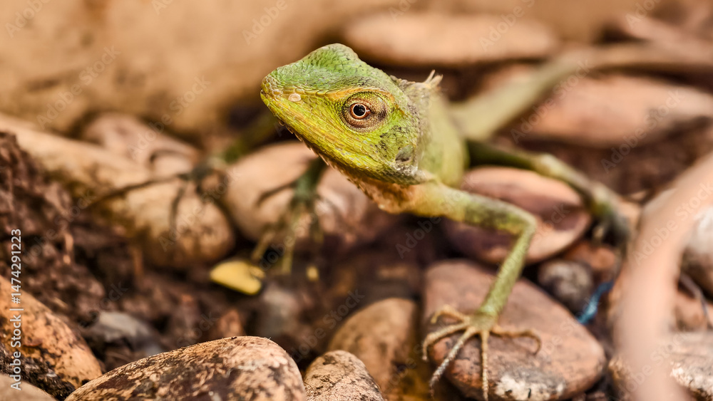 Fototapeta premium Close-up of a green crested lizard standing among brown river stones